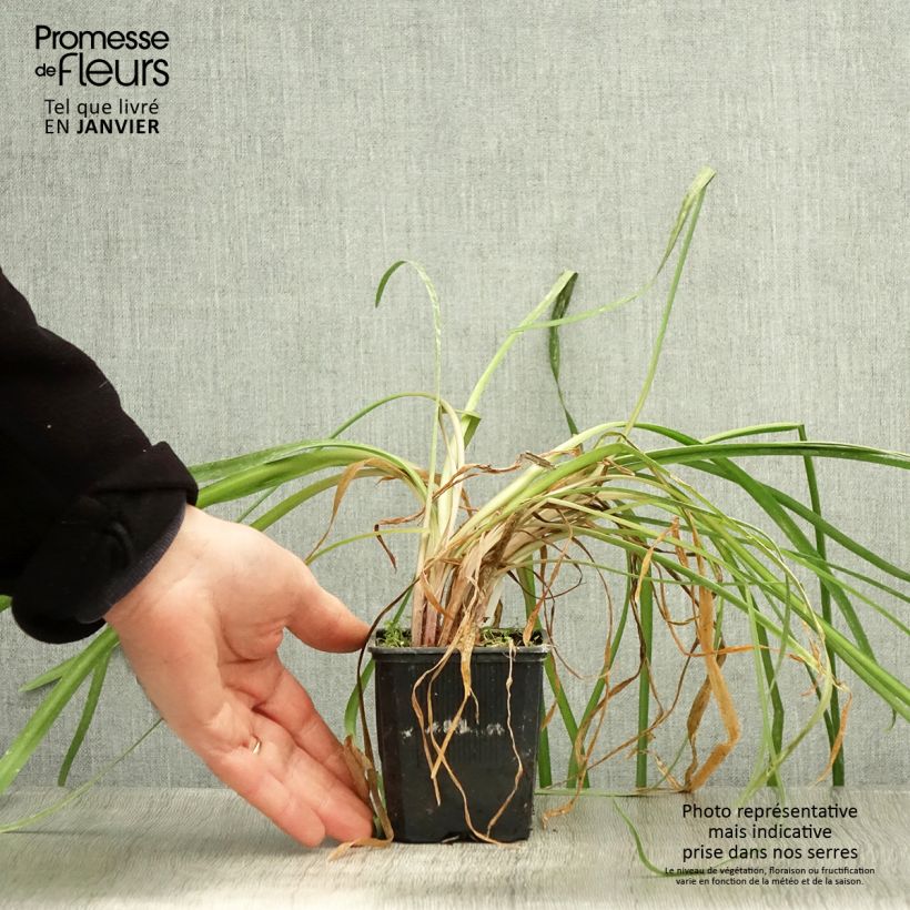 Tulbaghia violacea var. maritima simmleri Himba - Ajo social Maceta de 7/8 cm Ejemplar entregado en invierno