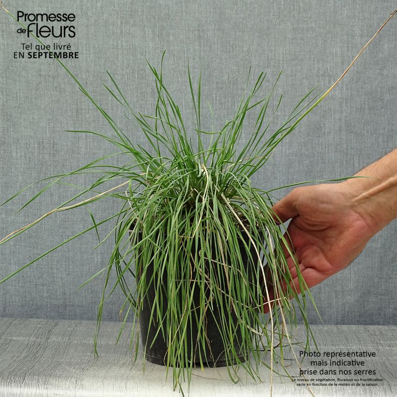 Ejemplar de Tulbaghia violacea Purple Eye - Ajo social Maceta 2L/3L entregado en otoño