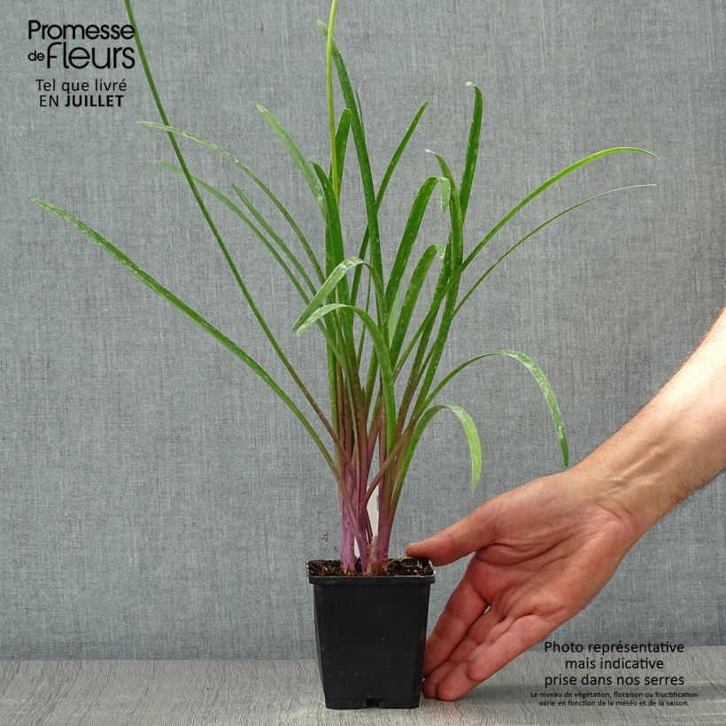 Ejemplar de Tulbaghia violacea KIlimanjaro - Ajo social Maceta de 8/9 cm entregado en verano