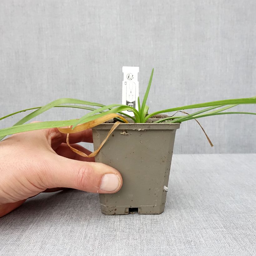 Tulbaghia violacea var. maritima Savannah Lightning - Ajo social Maceta de 8/9 cm Ejemplar entregado en invierno