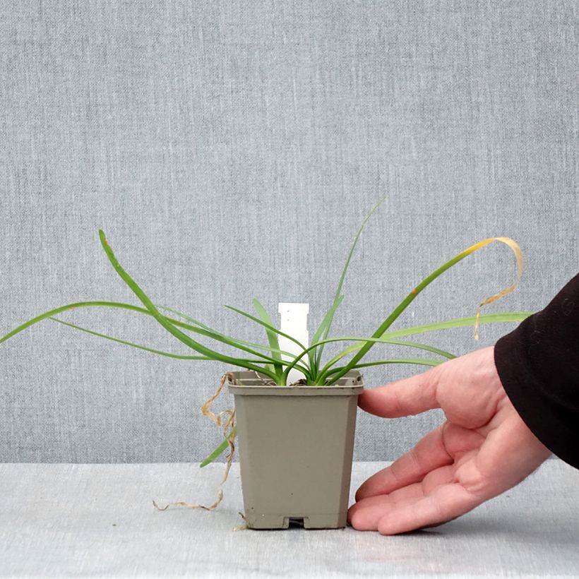 Tulbaghia violacea var. maritima Savannah Lightning - Ajo social Maceta de 8/9 cm Ejemplar entregado en la primavera