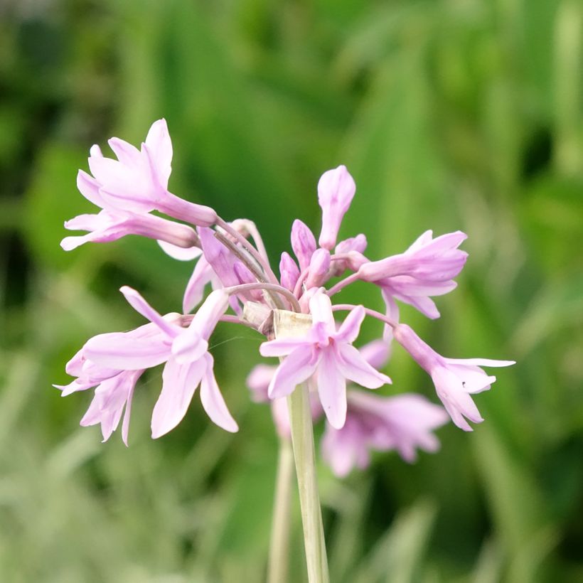 Tulbaghia violacea Silver Lace - Ajo social (Floración)