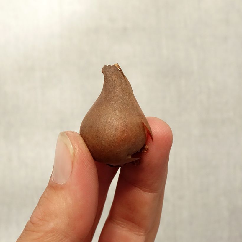Ejemplar de Tulipa acuminata Bulbo calibre 8+ entregado en otoño