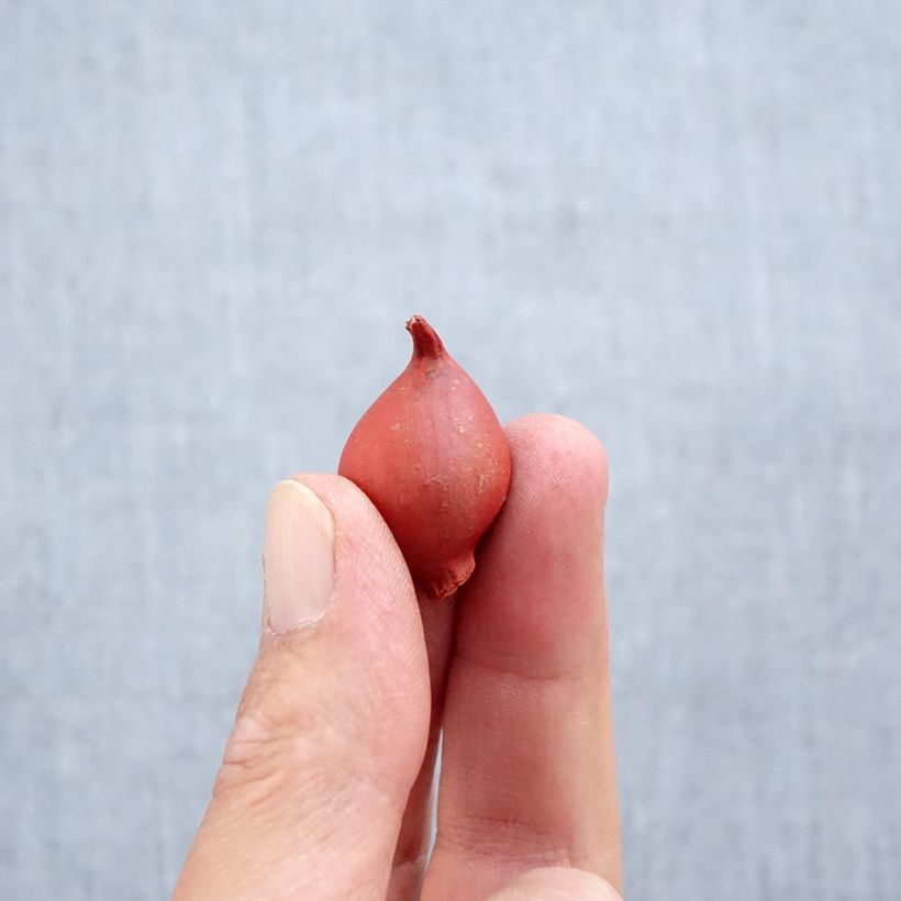 Ejemplar de Tulipa clusiana Annika Bulbo calibre 6+ entregado en otoño