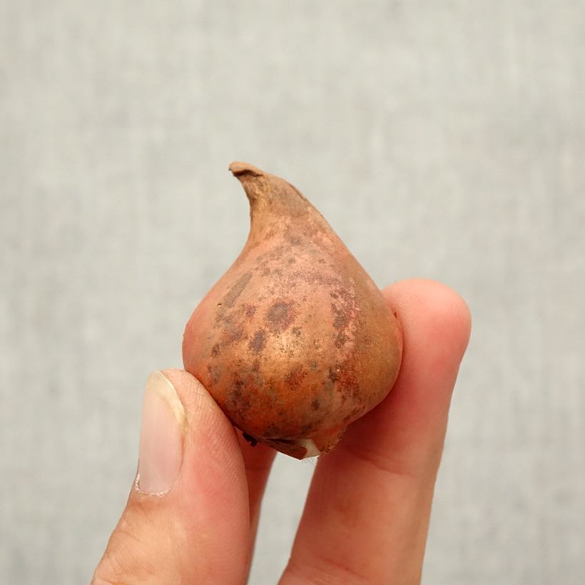 Ejemplar de Tulipa eichleri - Tulipan botánico Bulbo calibre 10+ entregado en otoño