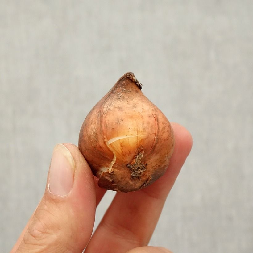 Ejemplar de Tulipán Kaufmanniana Shakespeare Bulbo calibre 10/12 entregado en otoño