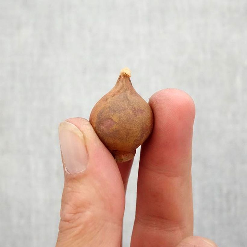 Ejemplar de Tulipán botánico Little Princess Bulbo calibre 6+ entregado en otoño
