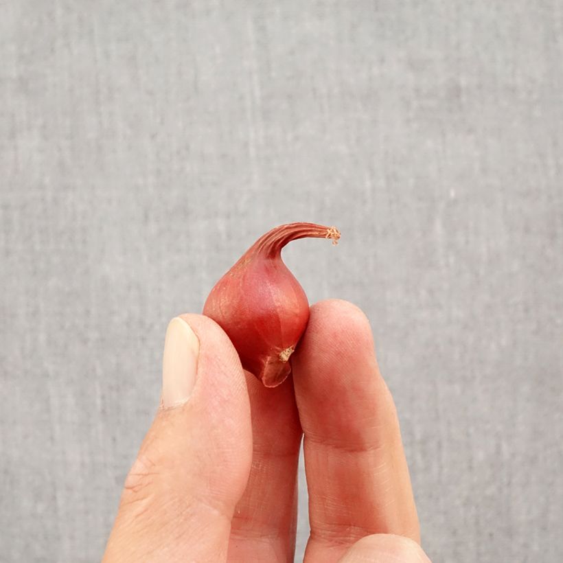 Ejemplar de Tulipa turkestanica - Tulipan botánico Bulbo calibre 6+ entregado en otoño
