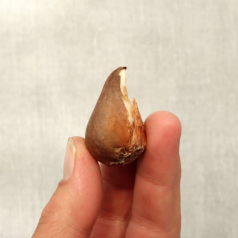 Ejemplar de Tulipa urumiensis - Tulipan botánico Bulbo calibre 8+ entregado en otoño