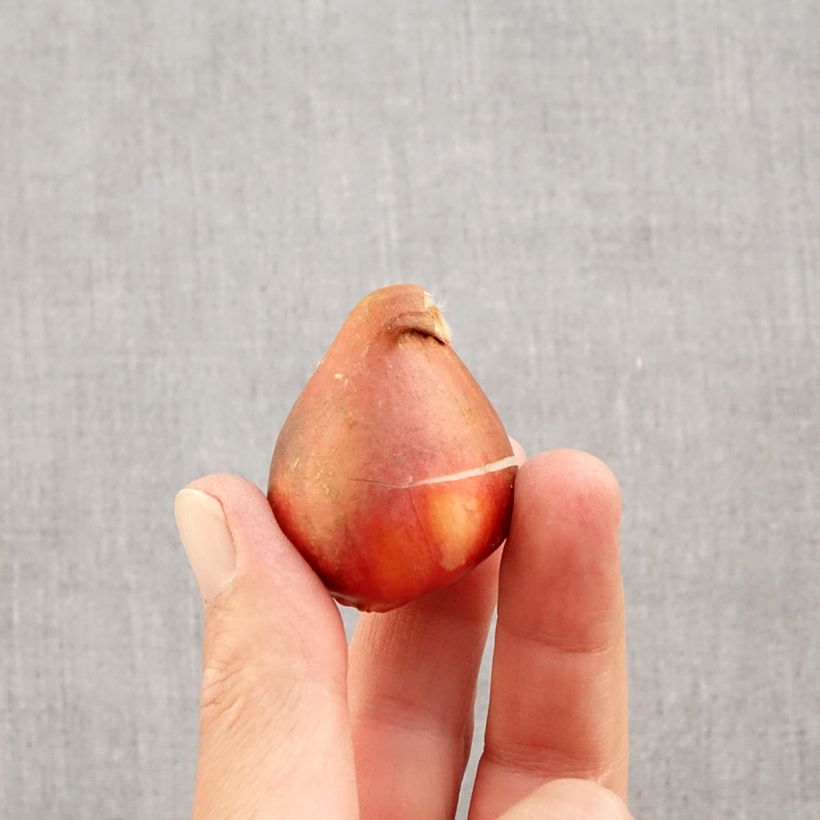 Ejemplar de Tulipán híbrido Darwin Golden Apeldoorn Bulbo calibre 12+ entregado en otoño