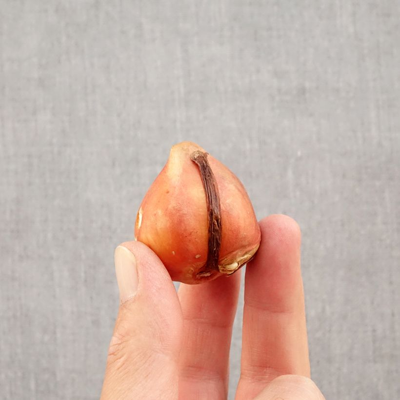 Ejemplar de Tulipán híbrido Darwin Silverstream Bulbo calibre 12+ entregado en otoño