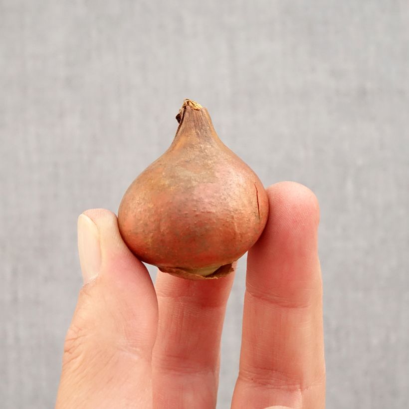 Ejemplar de Tulipán dentado Queensland Bulbo calibre 12 entregado en otoño