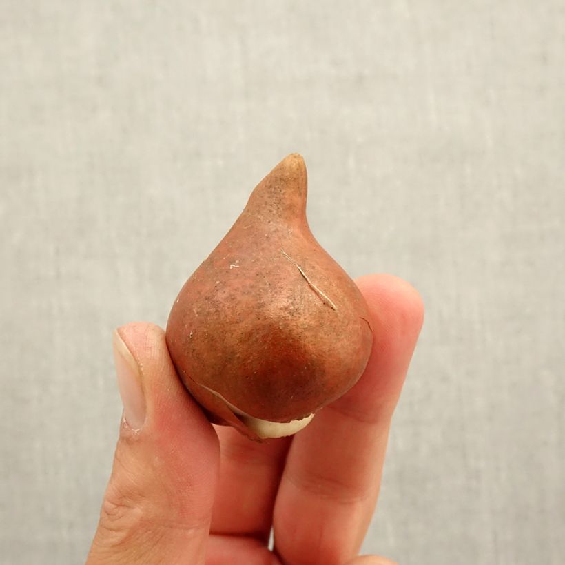 Ejemplar de Tulipán doble de flor temprana Amazing Grace Bulbo calibre 12+ entregado en otoño