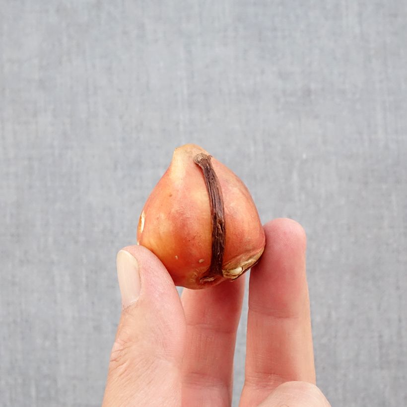 Ejemplar de Tulipán doble de flor temprana Aquilla Bulbo calibre 12+ entregado en otoño