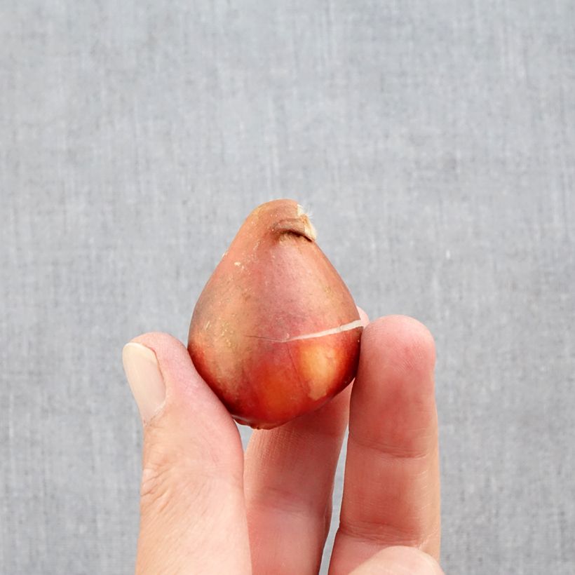 Ejemplar de Tulipán doble de flor temprana Foxtrot Bulbo calibre 12+ entregado en otoño