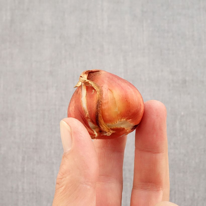 Ejemplar de Tulipán doble de flor temprana La Belle Epoque Bulbo calibre 12 entregado en otoño