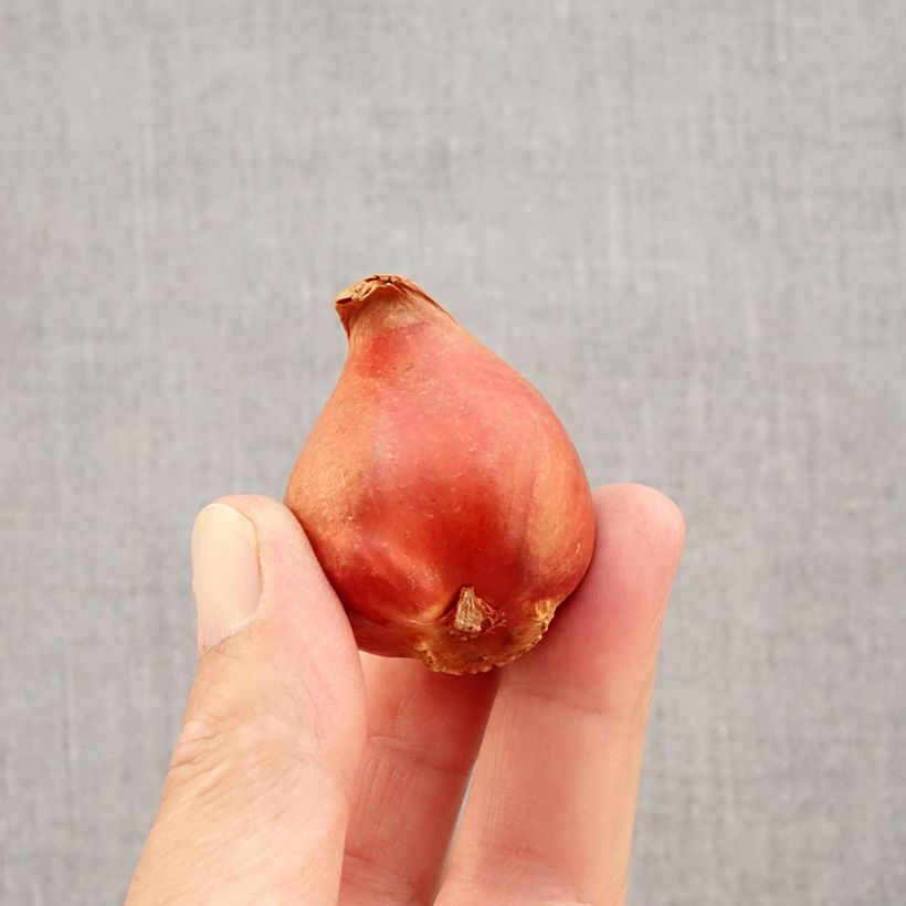 Ejemplar de Tulipán doble de flor temprana Viking Bulbo calibre 11+ entregado en otoño