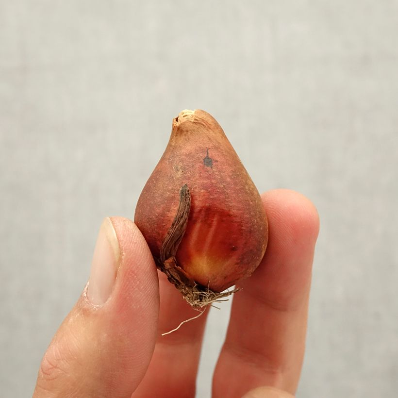 Ejemplar de Tulipán doble de flor temprana Yellow Baby Bulbo calibre 10+ entregado en otoño