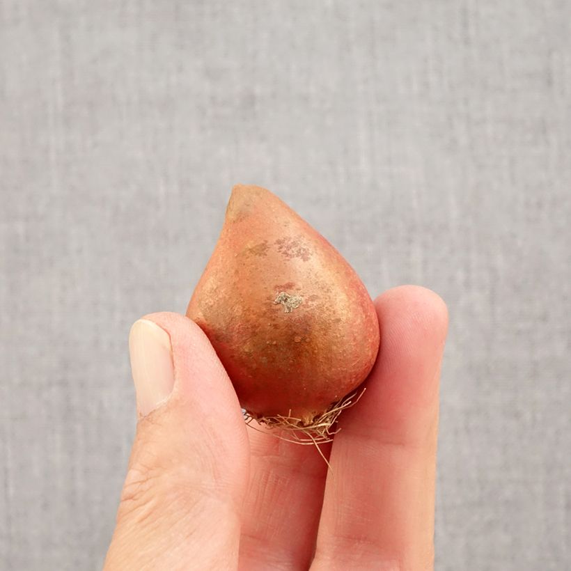 Ejemplar de Tulipán doble temprano Yellow Margarita Bulbo calibre 11+ entregado en otoño