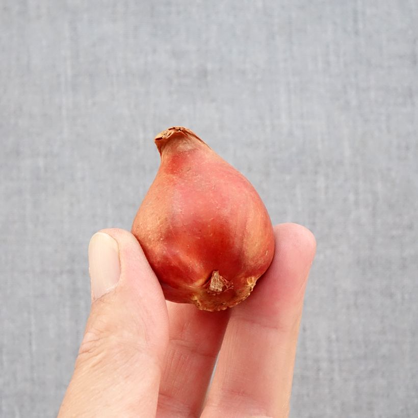 Ejemplar de Tulipán doble de flor tardía Black Héro Bulbo calibre 11+ entregado en otoño