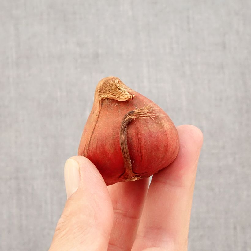 Ejemplar de Tulipán doble tardío Bonanza Bulbo calibre 11+ entregado en otoño