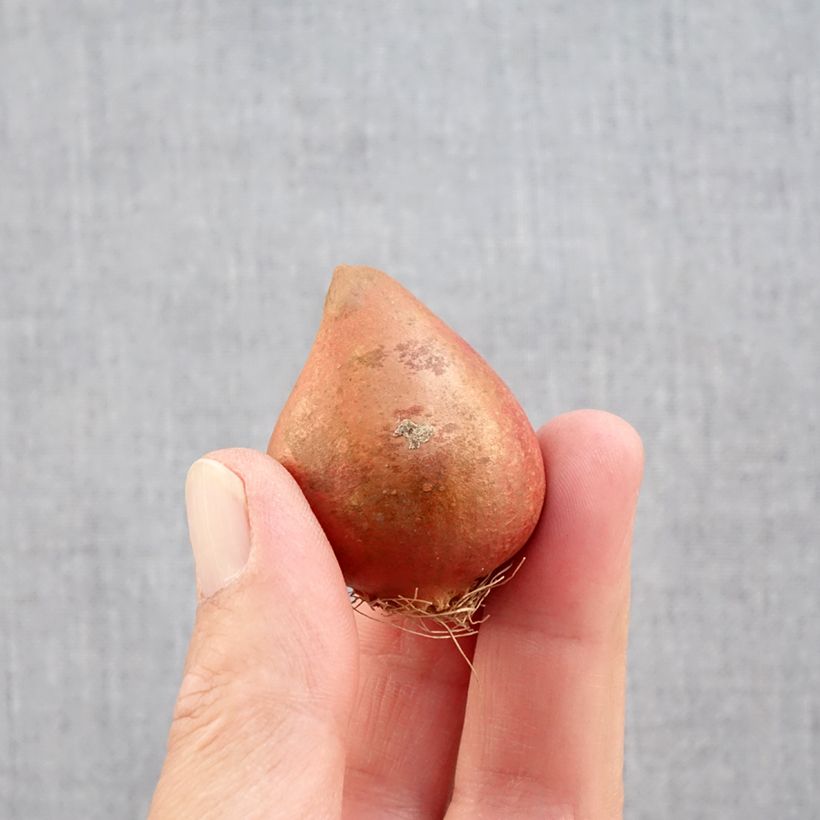 Ejemplar de Tulipán doble de flor tardía Carnaval de Nice Bulbo calibre 11+ entregado en otoño