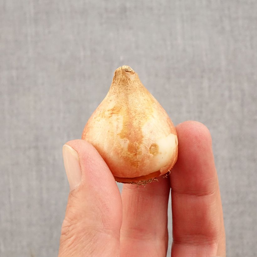 Ejemplar de Tulipán doble de flor tardía Ice Cream Bulbo calibre 11+ entregado en otoño