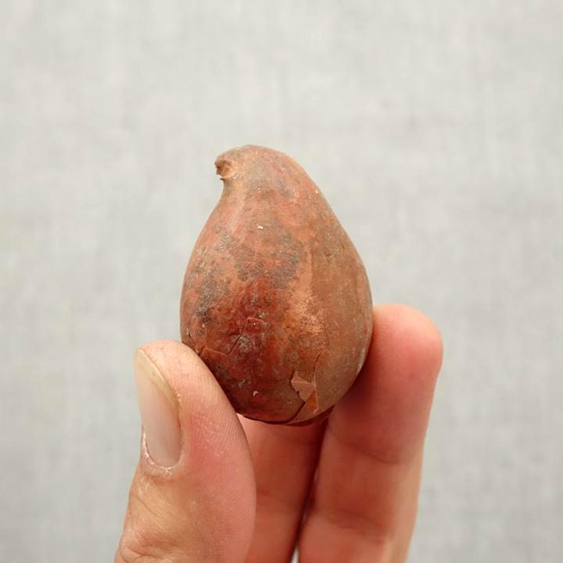 Ejemplar de Tulipán doble de flor tardía Orange Angelique Bulbo calibre 10/12 entregado en otoño