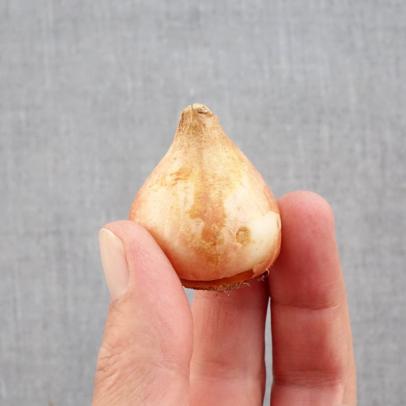 Ejemplar de Tulipán doble tardío Yellow Mountain Bulbo calibre 11+ entregado en otoño