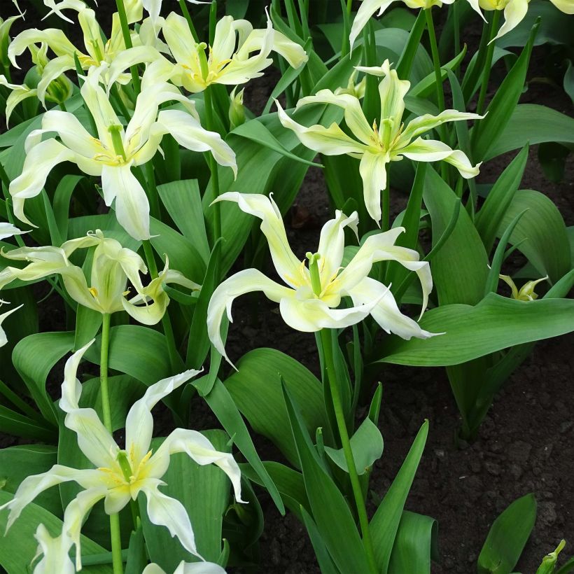 Tulipán flor de lis Green Dance (Floración)
