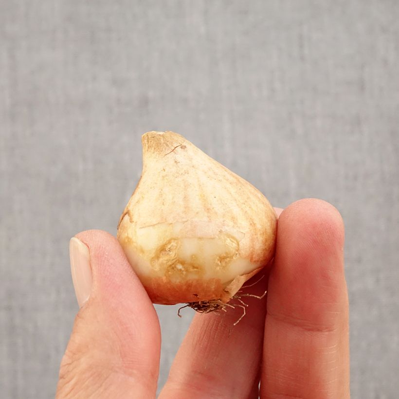 Ejemplar de Tulipán flor de lis Royal Charm Bulbo calibre 11+ entregado en otoño