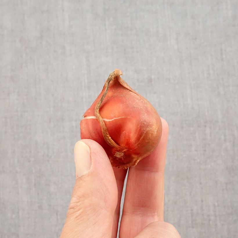 Ejemplar de Tulipán Fosteriana Exotic Emperor Bulbo calibre 11+ entregado en otoño