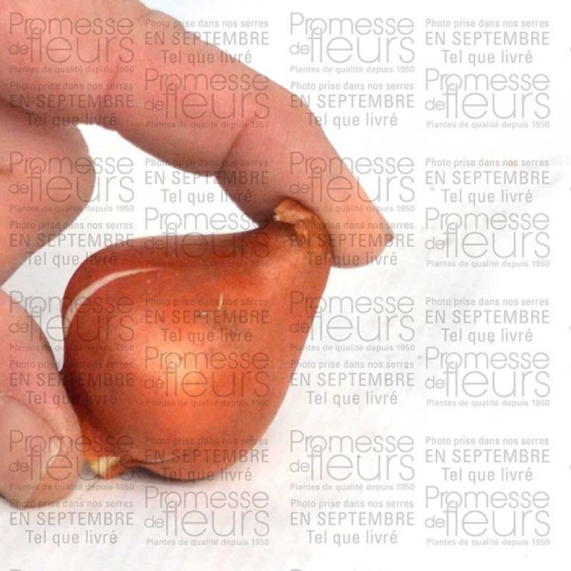Ejemplo de ejemplar de Tulipe fosteriana Sweetheart Bulbe calibre 11+ tal y como se entrega