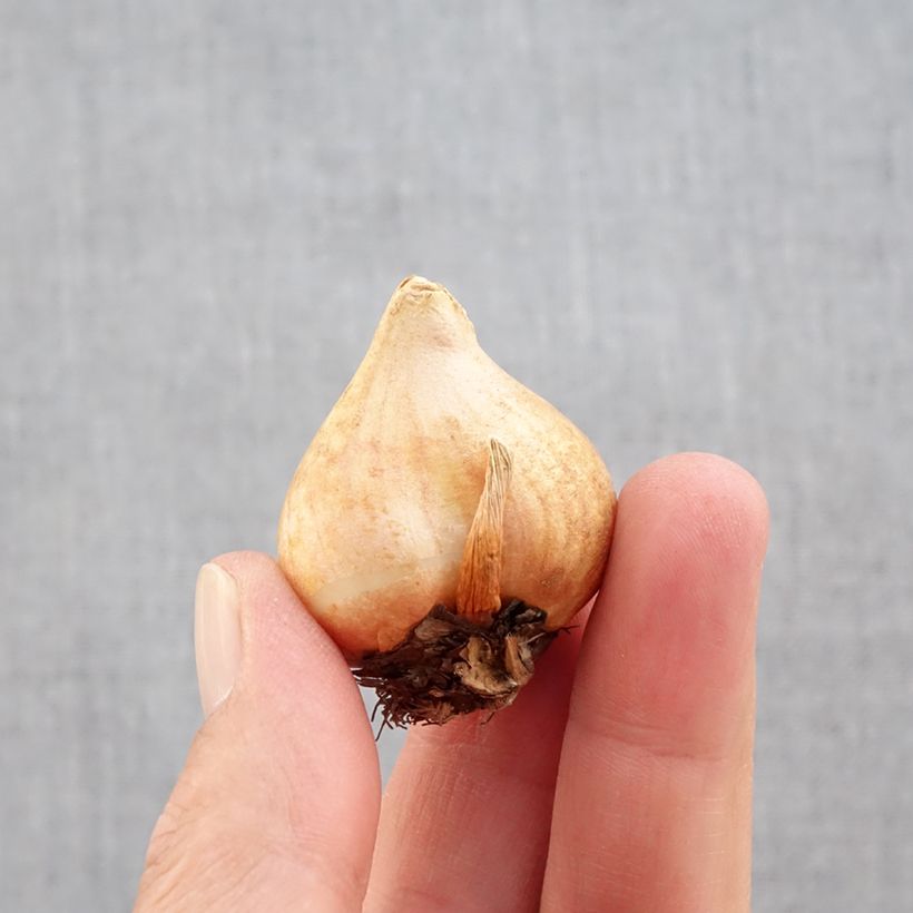 Ejemplar de Tulipán Fosteriana Sweetheart Bulbo calibre 11+ entregado en otoño
