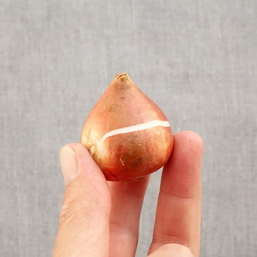 Ejemplar de Tulipán Fosteriana Yellow Empress Bulbo calibre 11/12 entregado en otoño