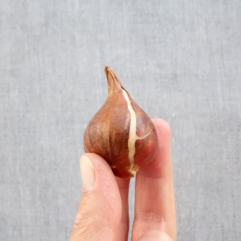 Ejemplar de Tulipán Fosteriana Yellow Purissima Bulbo calibre 12+ entregado en otoño