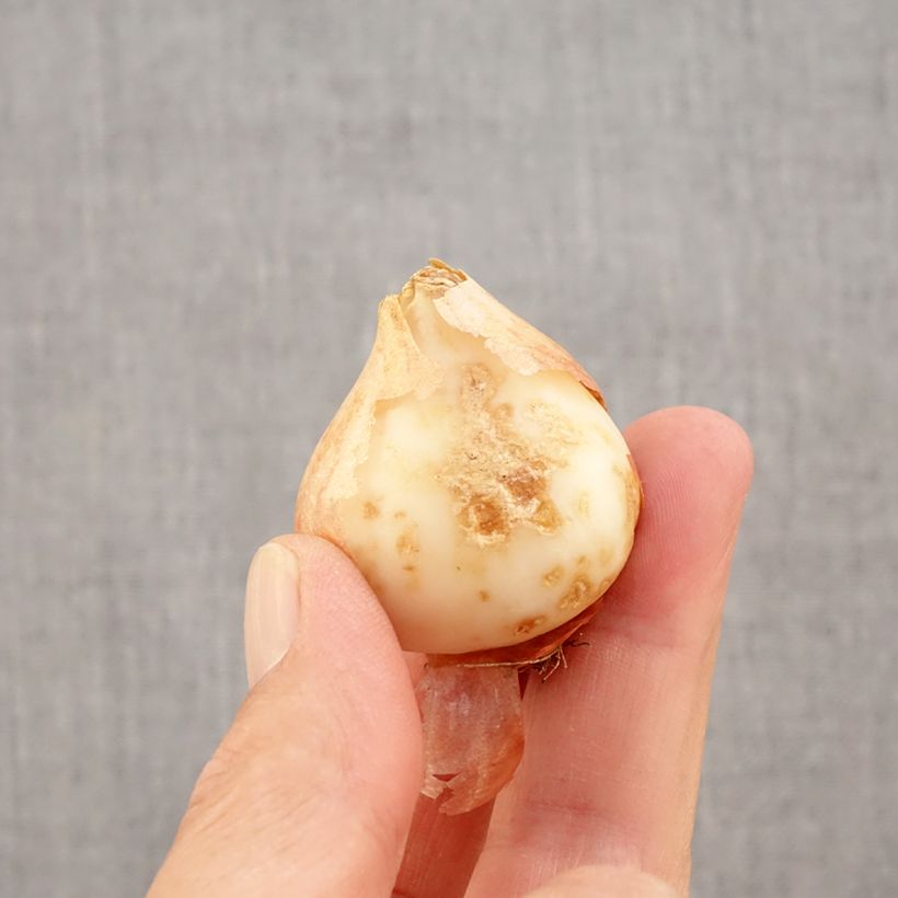 Ejemplar de Tulipán Kaufmanniana Hope Bulbo calibre 11+ entregado en otoño