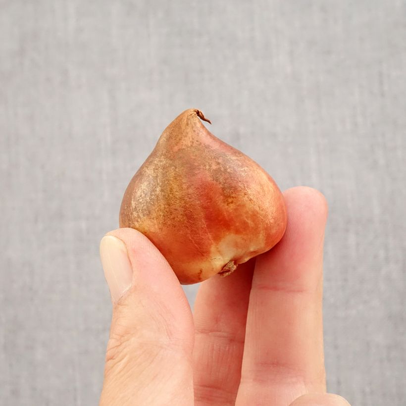 Ejemplar de Tulipán Papagayo Crème Lizzard Bulbo calibre 12 entregado en otoño