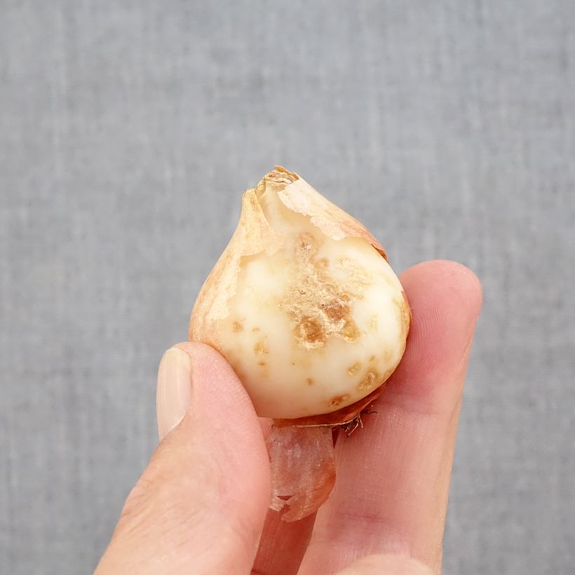 Ejemplar de Tulipán Papagayo Estella Rijnveld Bulbo calibre 11+ entregado en otoño