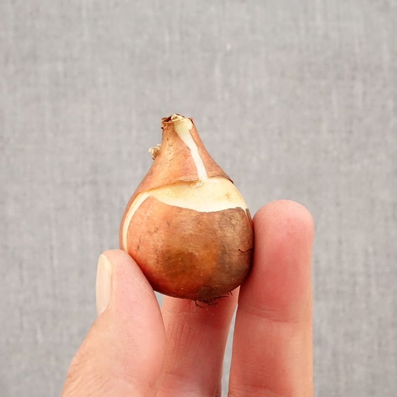 Ejemplar de Tulipán simple de flor temprana Christmas Carol Bulbo calibre 11+ entregado en otoño