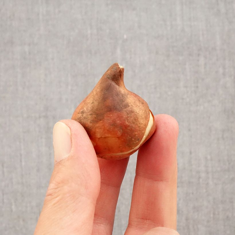 Ejemplar de Tulipán simple de flor temprana Flair Bulbo calibre 11+ entregado en otoño