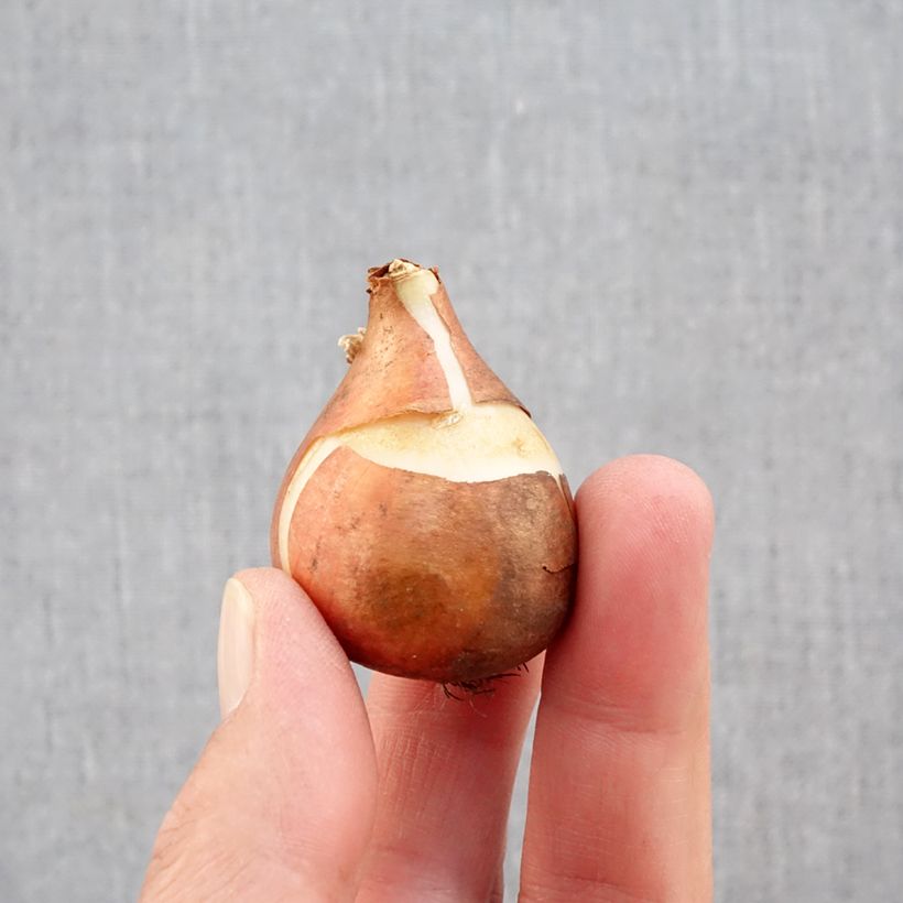 Ejemplar de Tulipán simple de flor temprana Mandy's Choice Bulbo calibre 11+ entregado en otoño