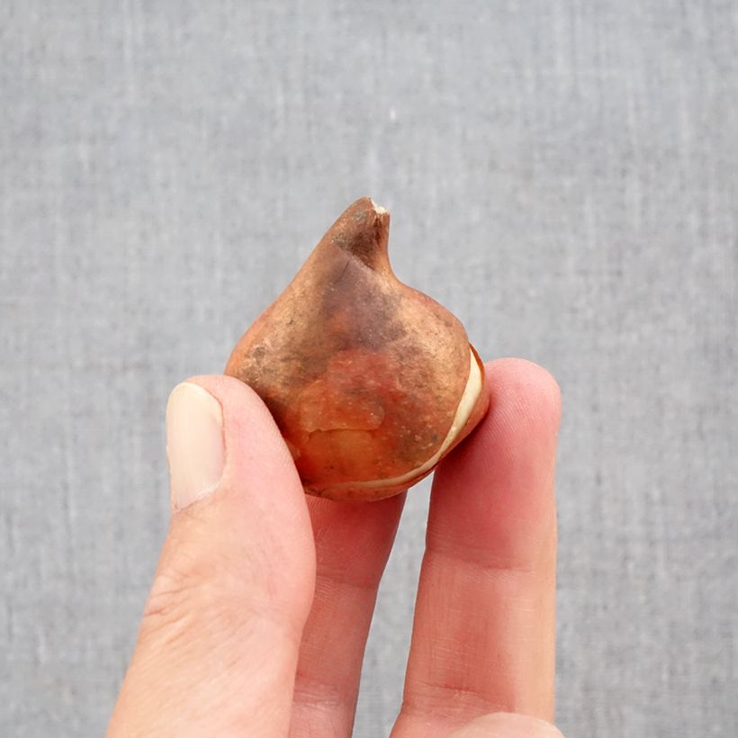 Ejemplar de Tulipán simple de flor temprana Paradiso Bulbo calibre 11+ entregado en otoño