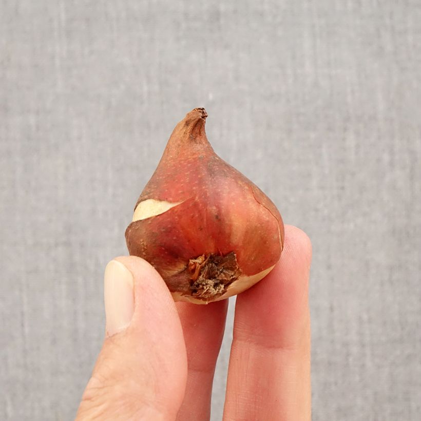 Ejemplar de Tulipán simple de flor tardía Dordogne Bulbo calibre 11+ entregado en otoño