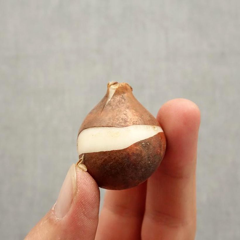 Ejemplar de Tulipán simple de flor tardía Maureen Bulbo calibre 12+ entregado en otoño