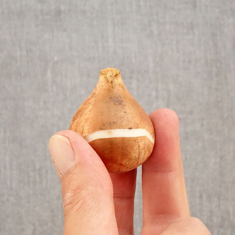 Ejemplar de Tulipán simple de flor tardía Reine de la Nuit Bulbo calibre 12+ entregado en otoño
