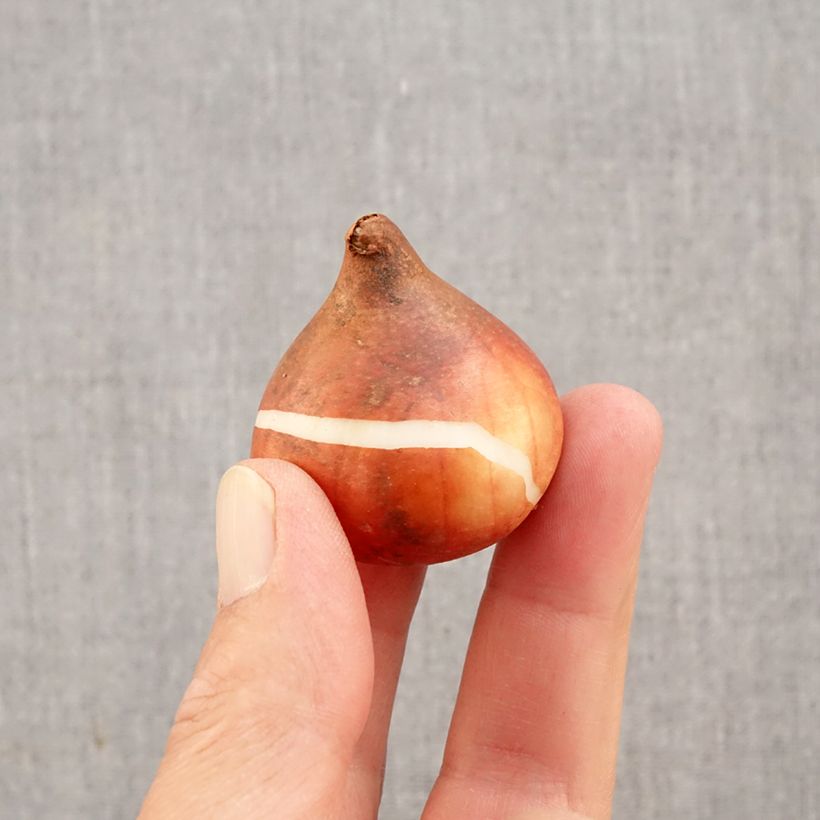 Ejemplar de Tulipán simple de flor tardía Rhapsody of Smiles Bulbo calibre 11+ entregado en otoño