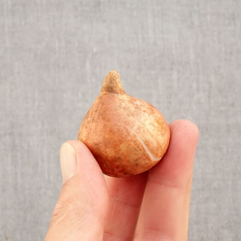 Ejemplar de Tulipán Coronet  Striped Crown Bulbo calibre 11+ entregado en otoño