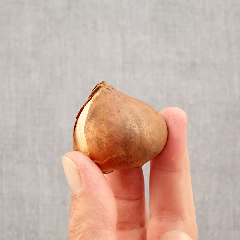 Ejemplar de Tulipán Triunfo Apricot Favourite Bulbo calibre 11+ entregado en otoño