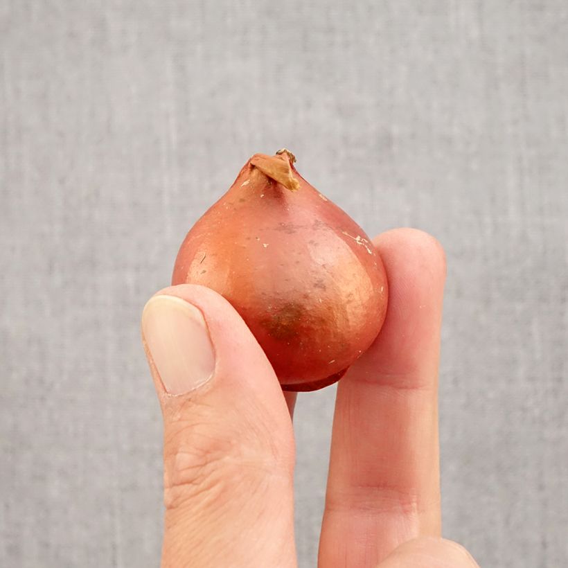 Ejemplar de Tulipán Triunfo Apricot Foxx Bulbo calibre 12 entregado en otoño